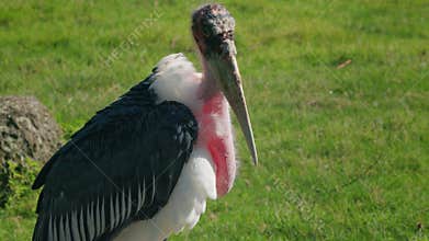 Marabou stork preening feathers with long beak, large African bird with bare head and black and white plumage resting on