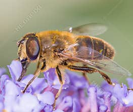 Honey bee on flower