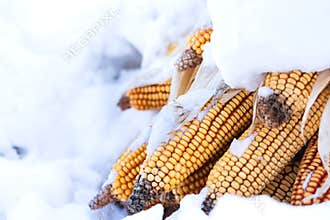 Dried Corn Cobs Covered in Fresh Winter Snow