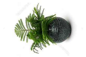 Indoor plant