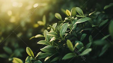 Lush green leaves showing new growth in sunlight