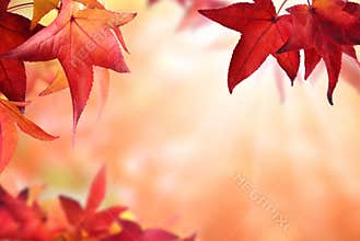Autumn bokeh background with red leaves