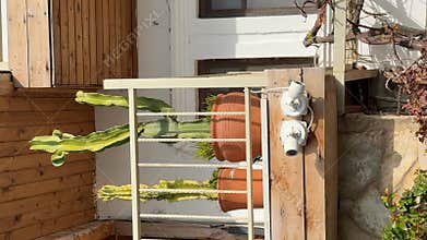 Cacti in terracotta pots on balcony railing under sunlight, security cameras visible