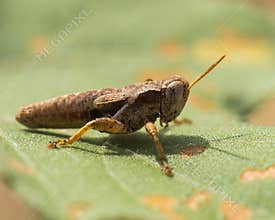 Grasshopper Resting on a Rusty Leaf