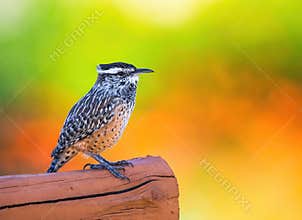 A Cactus Wren perched on a wooden post against a vivid, colorful background.