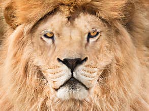 Majestic king