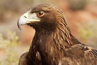 Golden Eagle