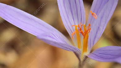Purple and Yellow Crocus Flower in Detail