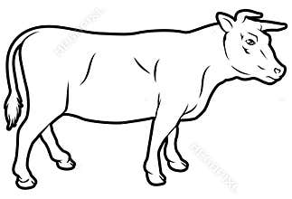 Beef cow illustration