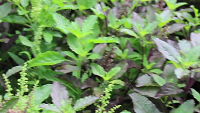 Relaxing view of greenery plant and tree market at Chiang Mai, Thailand