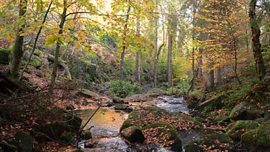 Vibrant mossy autumn woodland and cascading water at Wyming Brook in the Derbyshire, Peak District National Park