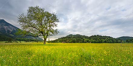 Single tree in rural meadow with flowers