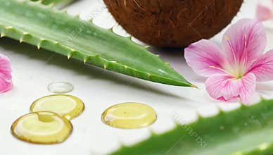 Fresh aloe vera leaf with coconut and pink flower for natural skincare and beauty treatment