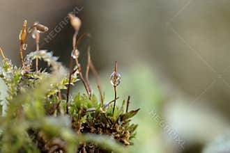 Spherical Water Drop on a Moss Sporophyte