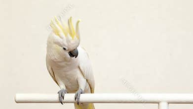 Cockatoo's expressive dance on perch captured in highdefinition sequence
