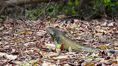 Iguana Close Up in the Nature