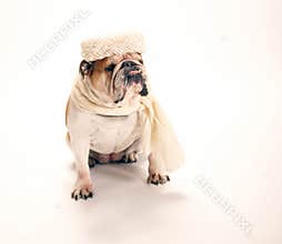 Bulldog dressed up in granny hat and scarf