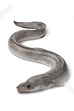 Fresh raw european conger eel