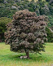 Sheep under a native tree, New Zealand