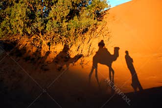 Camel shadows in a desert