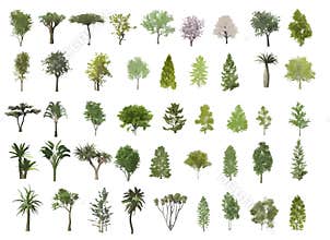Trees illustration