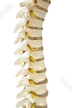 The spine