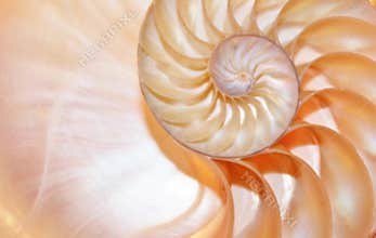 Shell nautilus Fibonacci golden ratio slice section spiral pearl symmetry half cross golden ratio sequence number structure growth