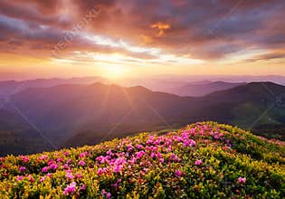 Mountains during flowers blossom and sunrise. Flowers on the mountain hills. Beautiful natural landscape at the summer time