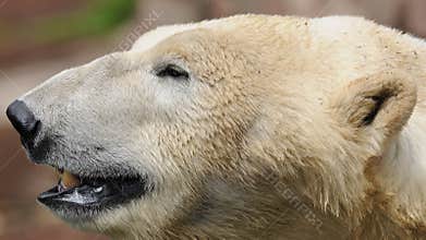 Polar Bear (Ursus maritimus)