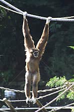 Gibbon ape