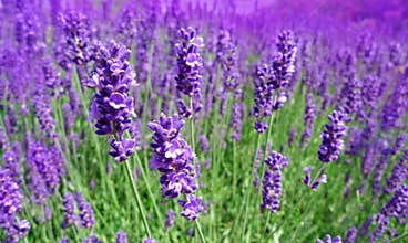 Lavender