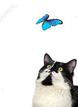 Beautiful blue butterfly and cat on white background.