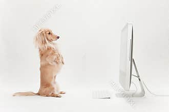 Dachshund