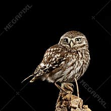 Stunning portrait of Little Owl Athena Noctua in studio setting with black background and dramatic lighting