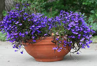 Blue flowers