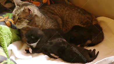 Cat with kittens on blanket