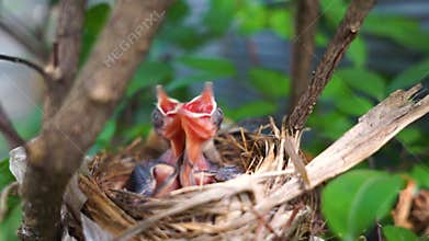 New Born Baby Bird in the Nest