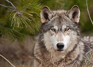 Intense Timber Wolf (Canis lupus) Sits Under Pine