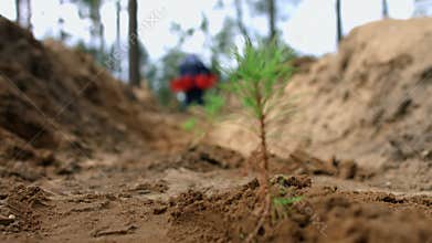 Man planting small pine seedlings in ground. Young sprouts of pine in forest