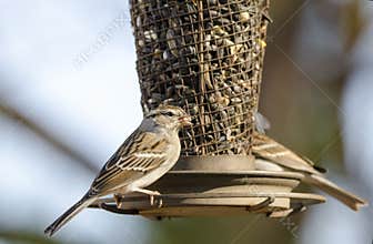 Chipping Sparrow birds at sunflower bird feeder, Athens, Georgia, USA