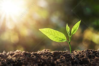 young plant growing with sun light
