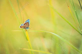 Beautiful nature close-up, summer flowers and butterfly under sunlight. Calm nature background