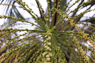 Newly formed Palm Seeds