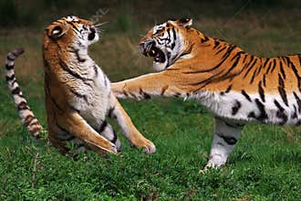 Boxing Siberian tiger