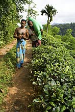 Tea plantation workers in Sri Lanka