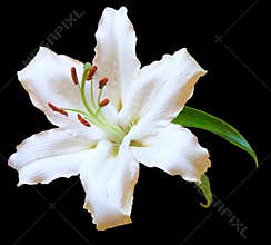 White Lily flower on black