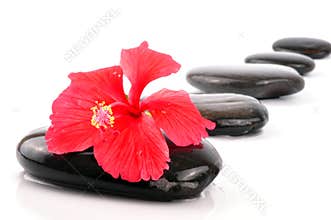 Hibiscus spa