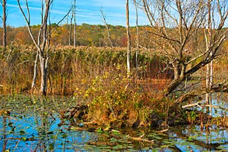 Marsh ecosystem in autumn