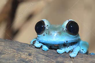 Uluguru forest tree frog