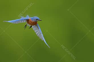 Male Eastern Bluebird flies to nesting box